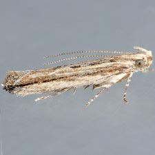 Symmetrischema striatella