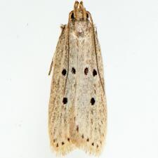 Helcystogramma melanocarpa