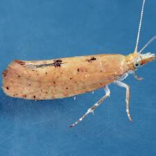 Ypsolopha cervella