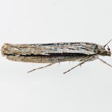 Ypsolopha flavistrigella