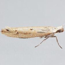 Ypsolopha ochrella