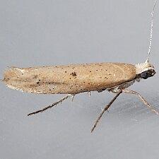 Ypsolopha unicipunctella