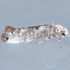 Atemelia casimiroae