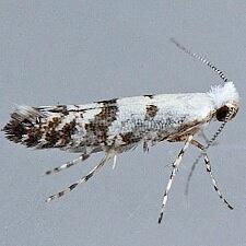 Argyresthia austerella