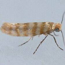 Argyresthia quadristrigella