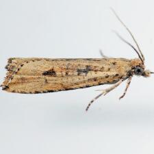 Bactra verutana