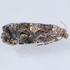 Endothenia nr. infuscata