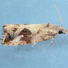 Endothenia nubilana