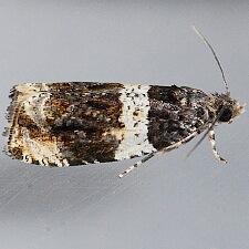 Olethreutes fasciatana