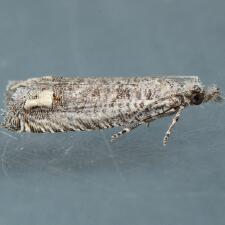 Eucosma subminimana