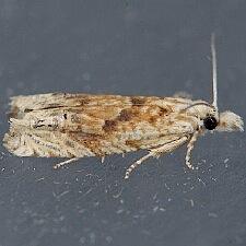 Eucosma kiscana