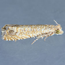 Pelochrista comatulana