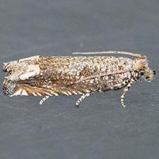 Epiblema abruptana