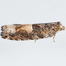 Crocidosema plebejana