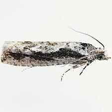 Epinotia zandana