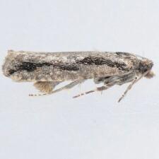 Epinotia zandana