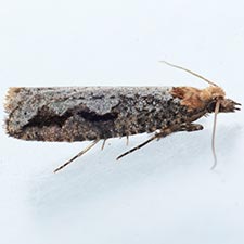 Epinotia kasloana