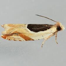 Ancylis burgessiana