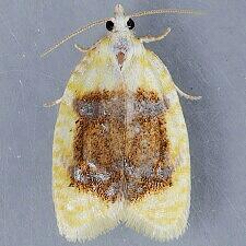 Acleris semipurpurana