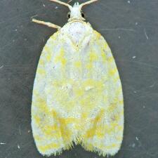 Acleris semipurpurana