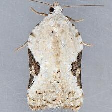 Acleris subnivana