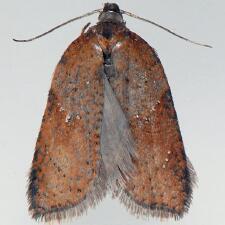 Acleris viburnana