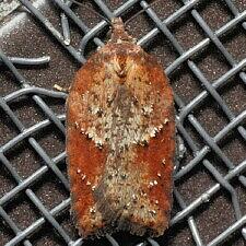 Acleris sp.