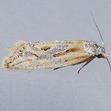 Aethes olibra