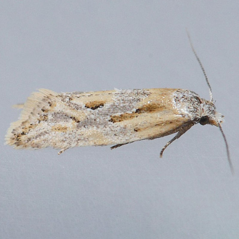 Aethes olibra