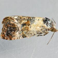 Cochylichroa hoffmanana