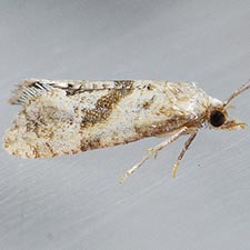 Platphalonidia magdalenae