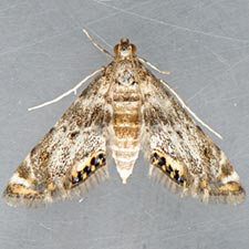 Petrophila fulicalis