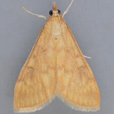 Ostrinia nubilalis