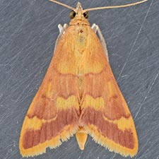 Pyrausta pseudonythesalis