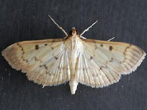 Herpetogramma fluctuosalis