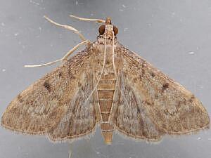 Herpetogramma phaeopteralis