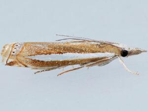 Crambus praefectellus