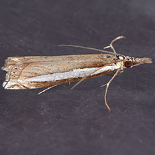Crambus rickseckerellus