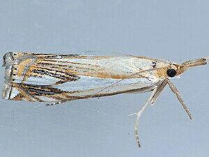 Crambus agitatellus