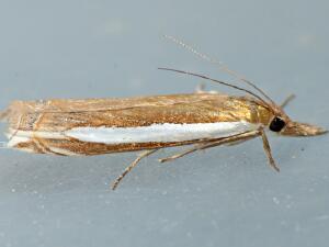 Crambus sperryellus