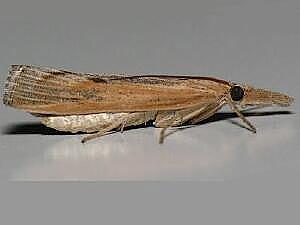 Pediasia trisecta