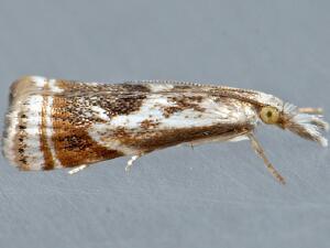 Microcrambus elegans