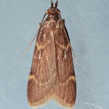 Aglossa electalis