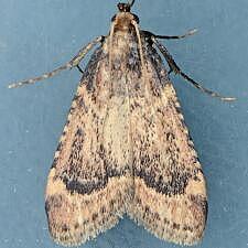 Aglossa cacamica