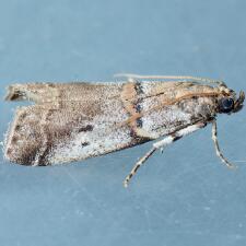 Acrobasis comptella