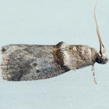 Acrobasis caryae