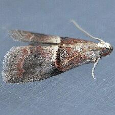 Acrobasis exsulella