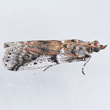 Amyelois transitella