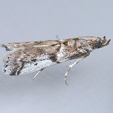 Amyelois transitella