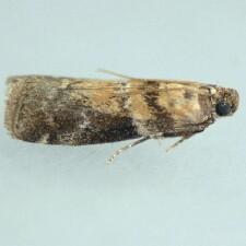 Salebriaria simpliciella